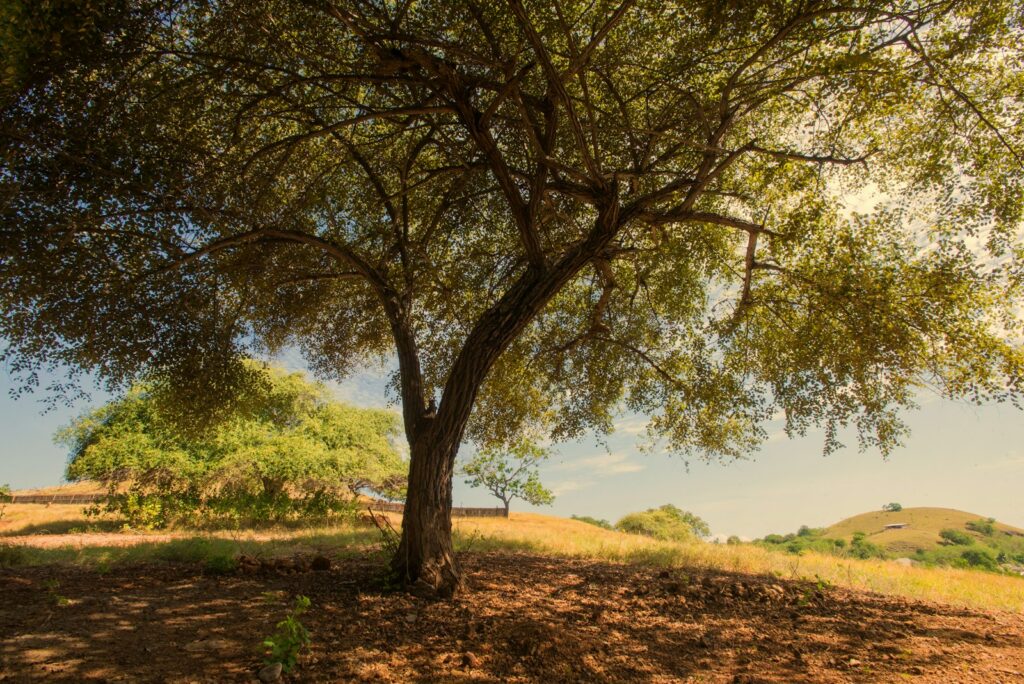 A tree stands tall in the sunny landscape.